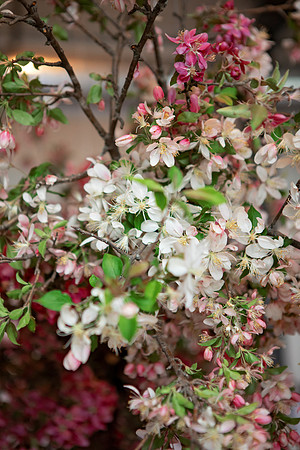 SpringFusion012